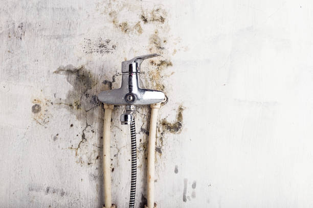 Best Affordable Mold Removal  in North Falmouth, MA