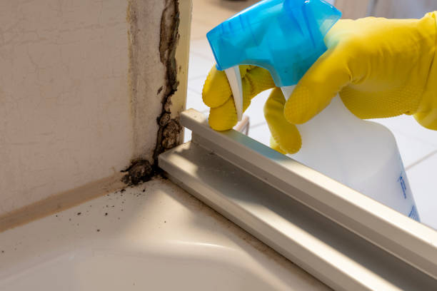 Best Same-Day Mold Removal  in North Falmouth, MA