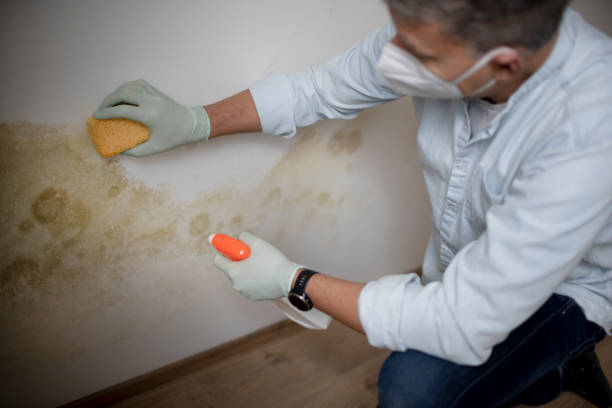 Best Commercial Mold Removal  in North Falmouth, MA