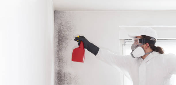 Best Professional Mold Removal  in North Falmouth, MA