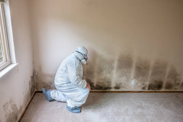 Best Mold Testing and Removal  in North Falmouth, MA