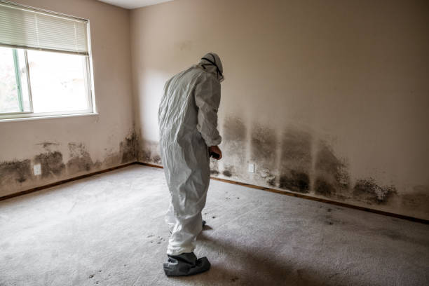 Best Mold Testing  in North Falmouth, MA