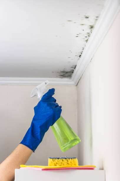 Best Crawl Space Mold Removal  in North Falmouth, MA